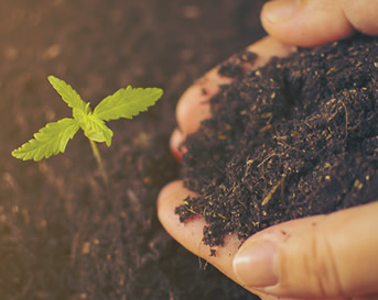 grow pot weed marijuana how to