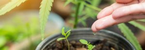 learn how to grow marijuana