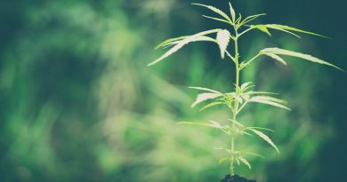 Learn to grow marijuana certification San Diego