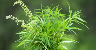 Grow marijuana cannabis for profit