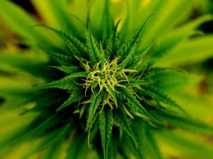 learn how to get stared in growing cannabis