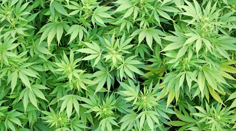 Marijuana Plants San Diego