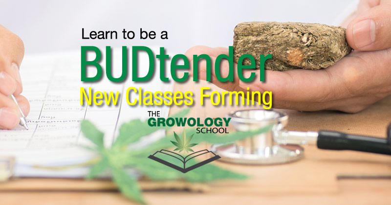 learn to budtender jobs dispensary