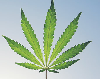 how to grow marijuana