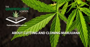how to clone marijuana, cannabis cuttings learn