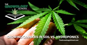 learn grow cannabis marijuana