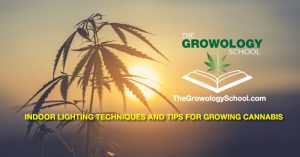 lights for growing marijuana weed pot how to grow indoors