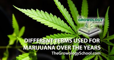 weed, hemp, marijuana, pot, how to grow, marijuana grow schools