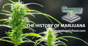 the history of marijuana cannabis learn to grow