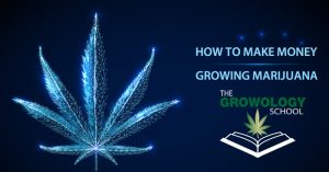how to make money growing marijuana cannabis grow school