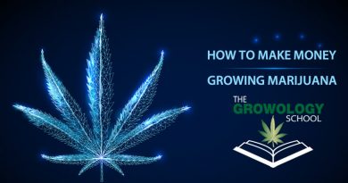 how to make money growing marijuana cannabis grow school
