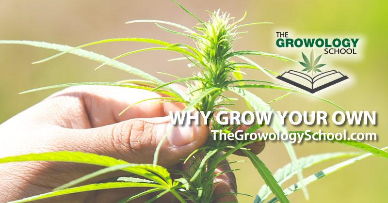 learn to grow marijuana schools