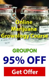 marijuna cannabis-course